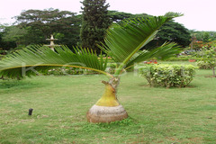 Hyophorbe lagenicaulis